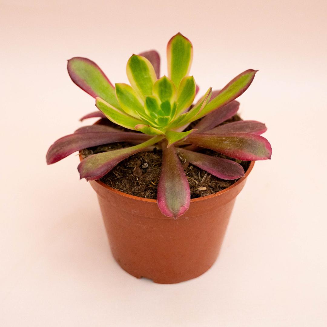 Aeonium Eden Ø 13 cm