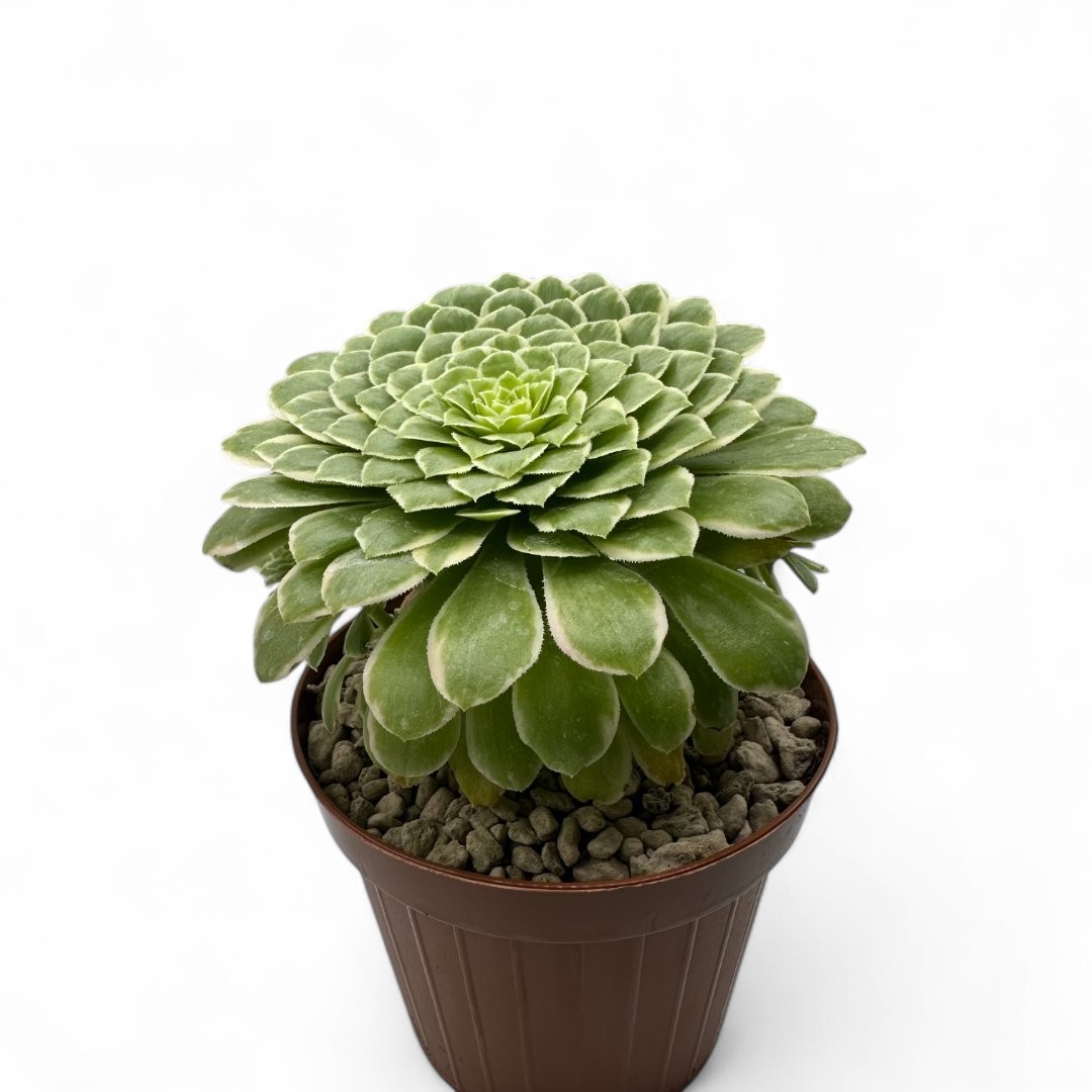 Aeonium 'Emerald Ice' Ø 10,5 cm