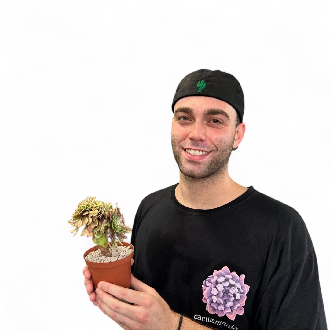Aeonium Fendai crestata Ø 10,5 cm