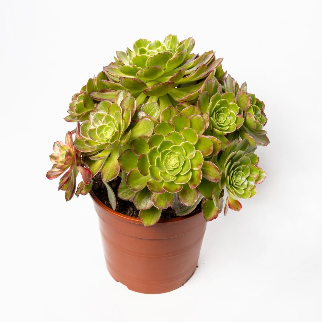 Aeonium Fiesta Ø 17 cm