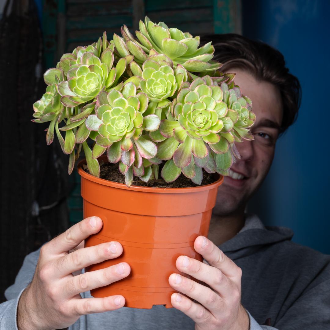 Aeonium Fiesta Ø 17 cm