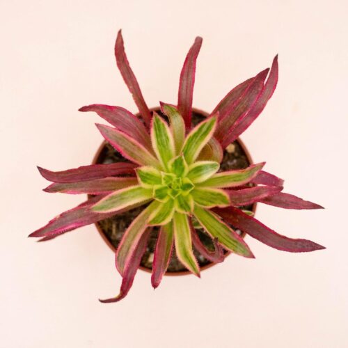 Aeonium Firecracker Ø 8,5 cm