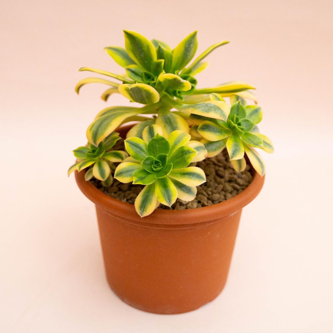 Aeonium Florenses variegato Ø 18 cm