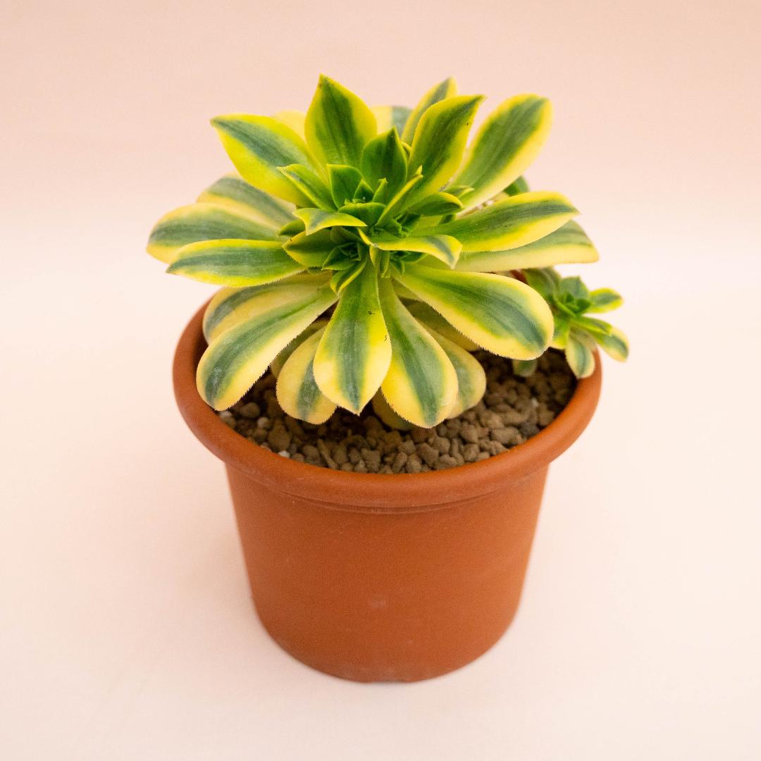 Aeonium Florenses variegato Ø 18 cm