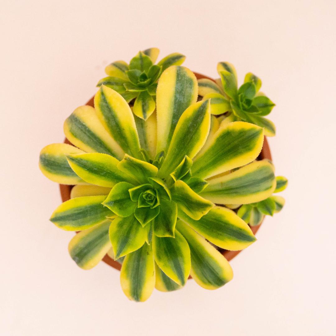 Aeonium Florenses variegato Ø 18 cm