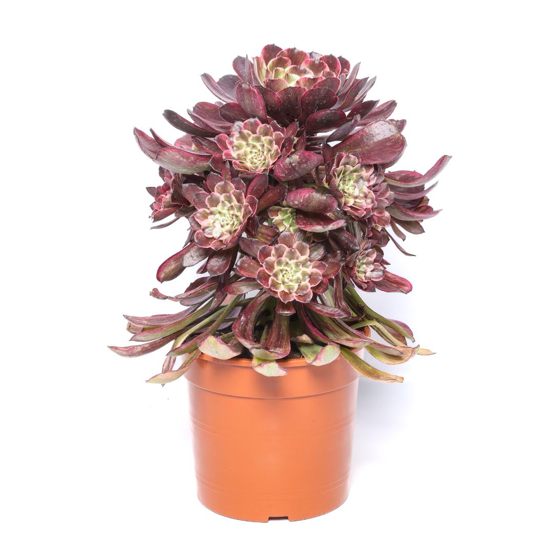 Aeonium Ink Painted Ø 17 cm
