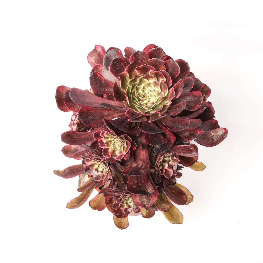 Aeonium Ink Painted Ø 17 cm