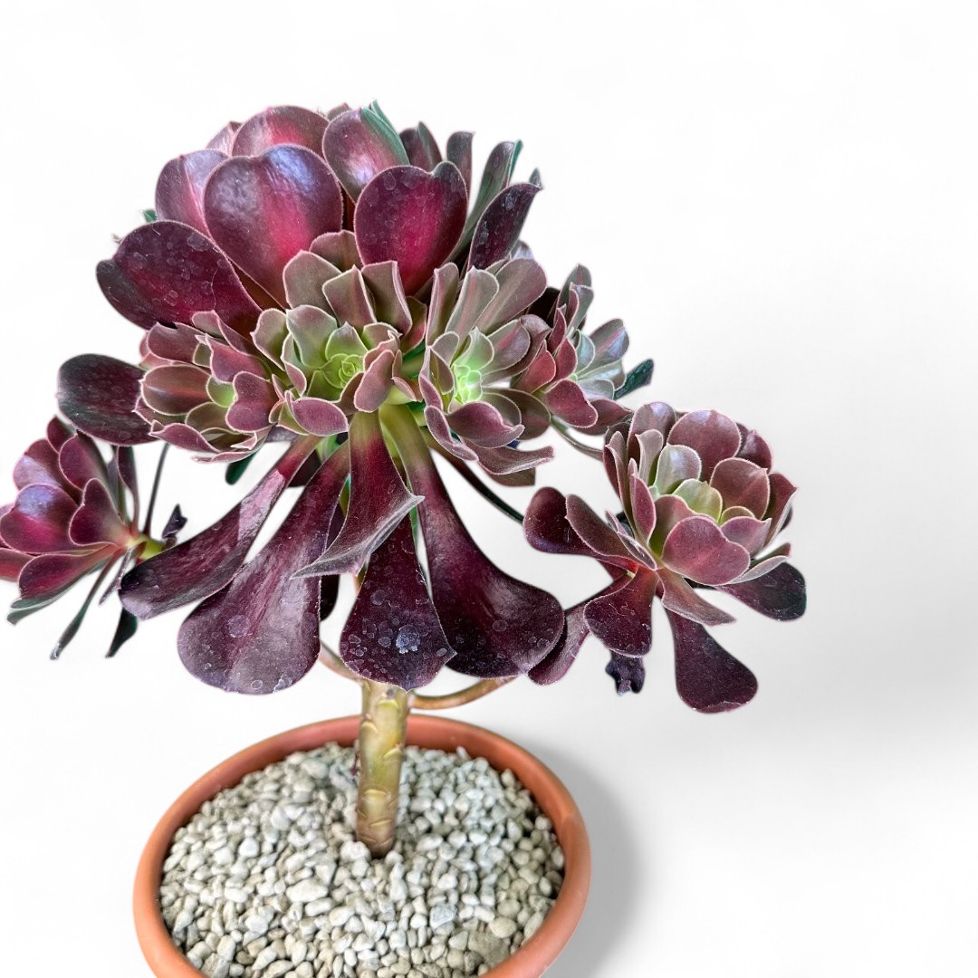 Aeonium Kilimanjaro Ø 18 cm