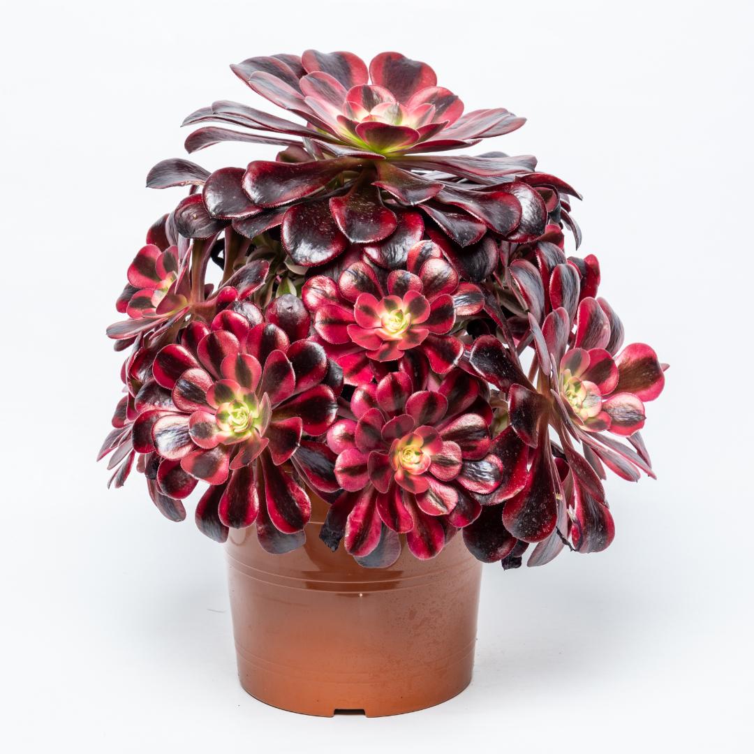 Aeonium Medusa Ø 17 cm
