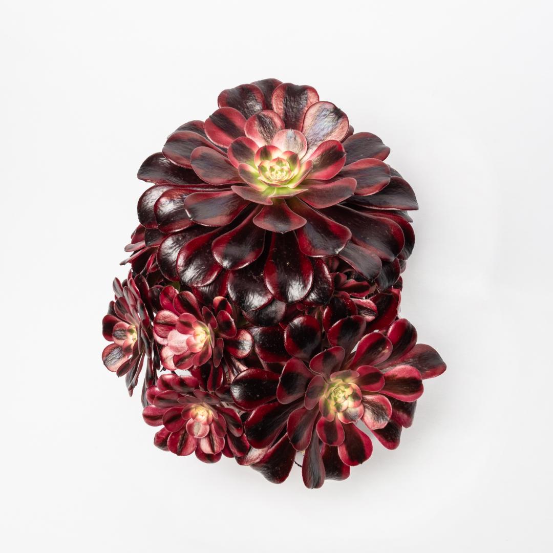 Aeonium Medusa Ø 17 cm