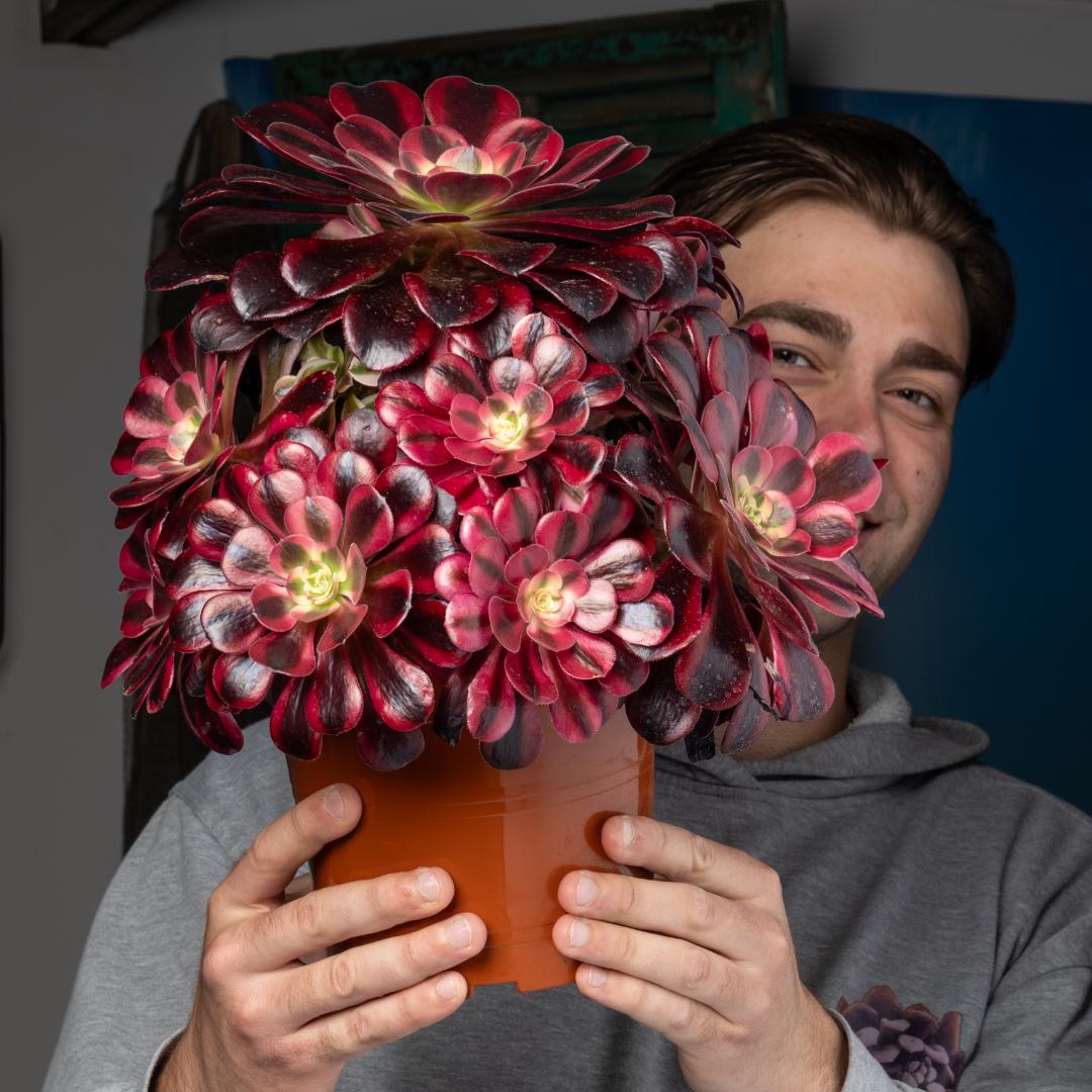 Aeonium Medusa Ø 17 cm