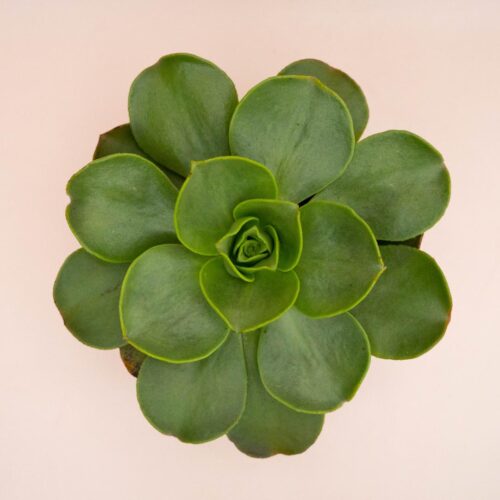 Aeonium Nobile Ø 18 cm