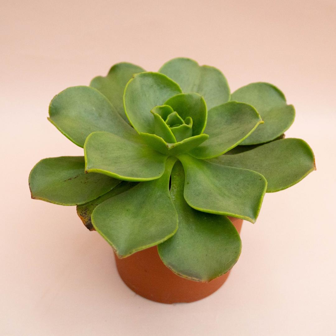 Aeonium Nobile Ø 18 cm