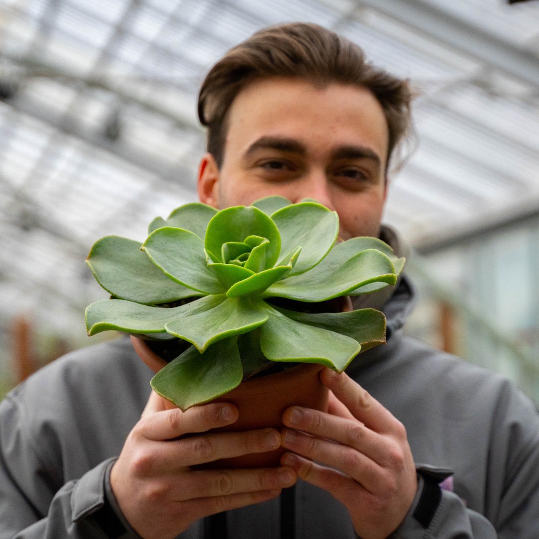 Aeonium Nobile Ø 18 cm