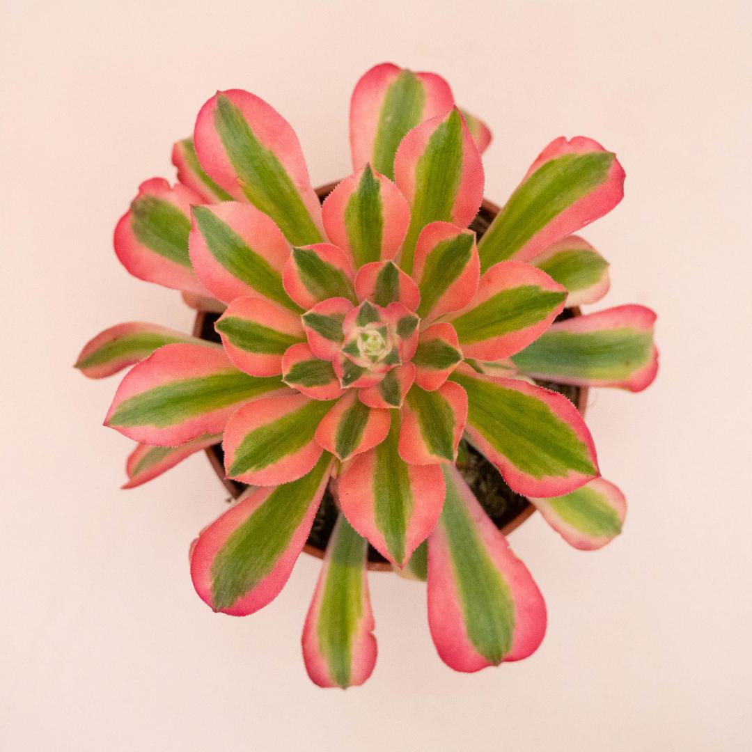Aeonium Pink Witch Ø 13 cm