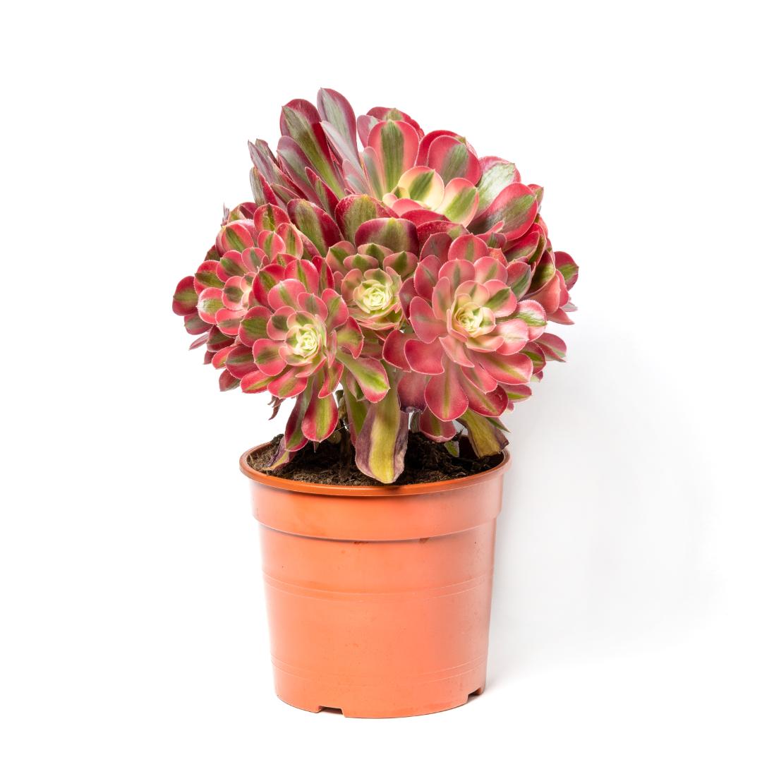 Aeonium Pink Witch Ø 17 cm