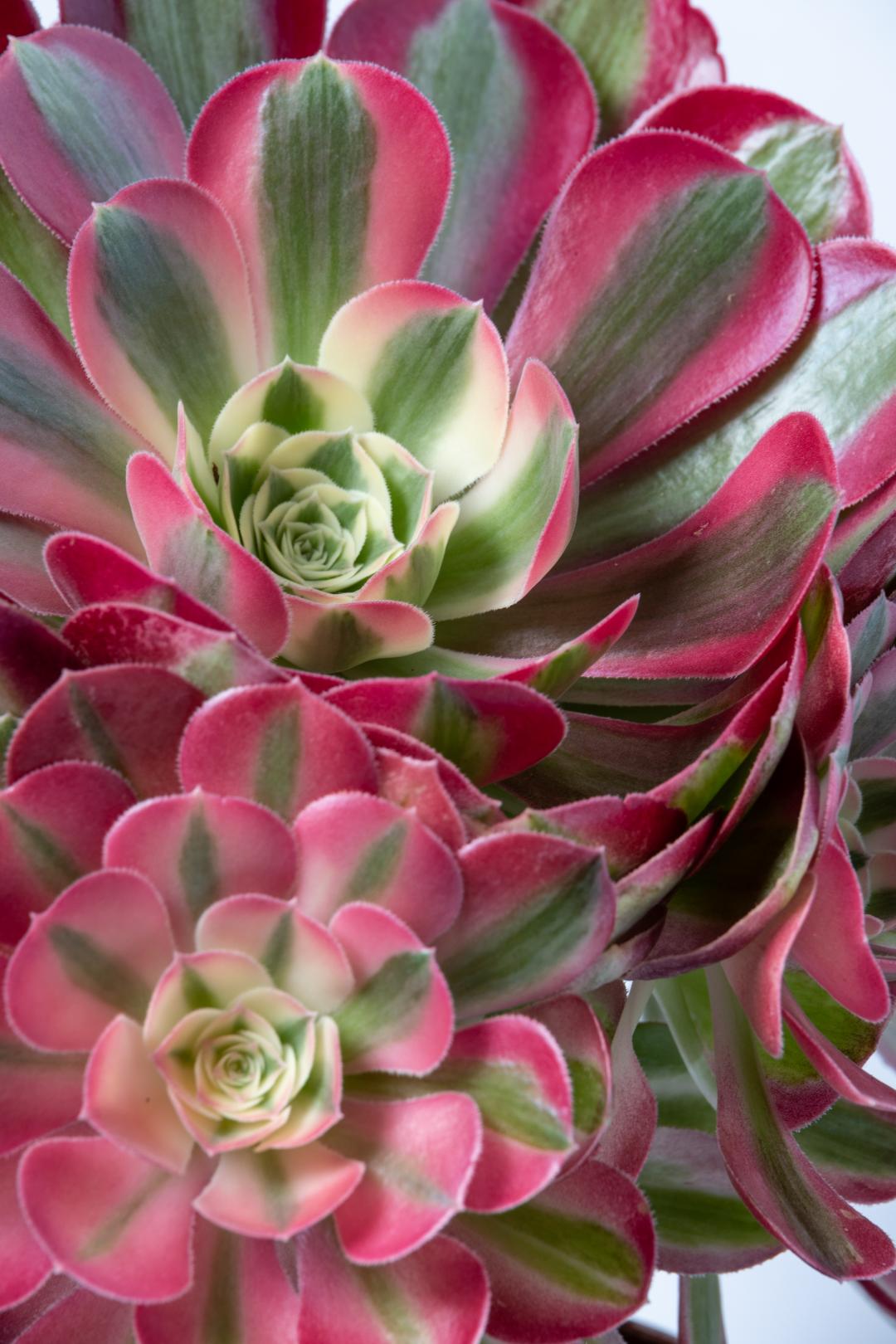 Aeonium Pink Witch Ø 17 cm