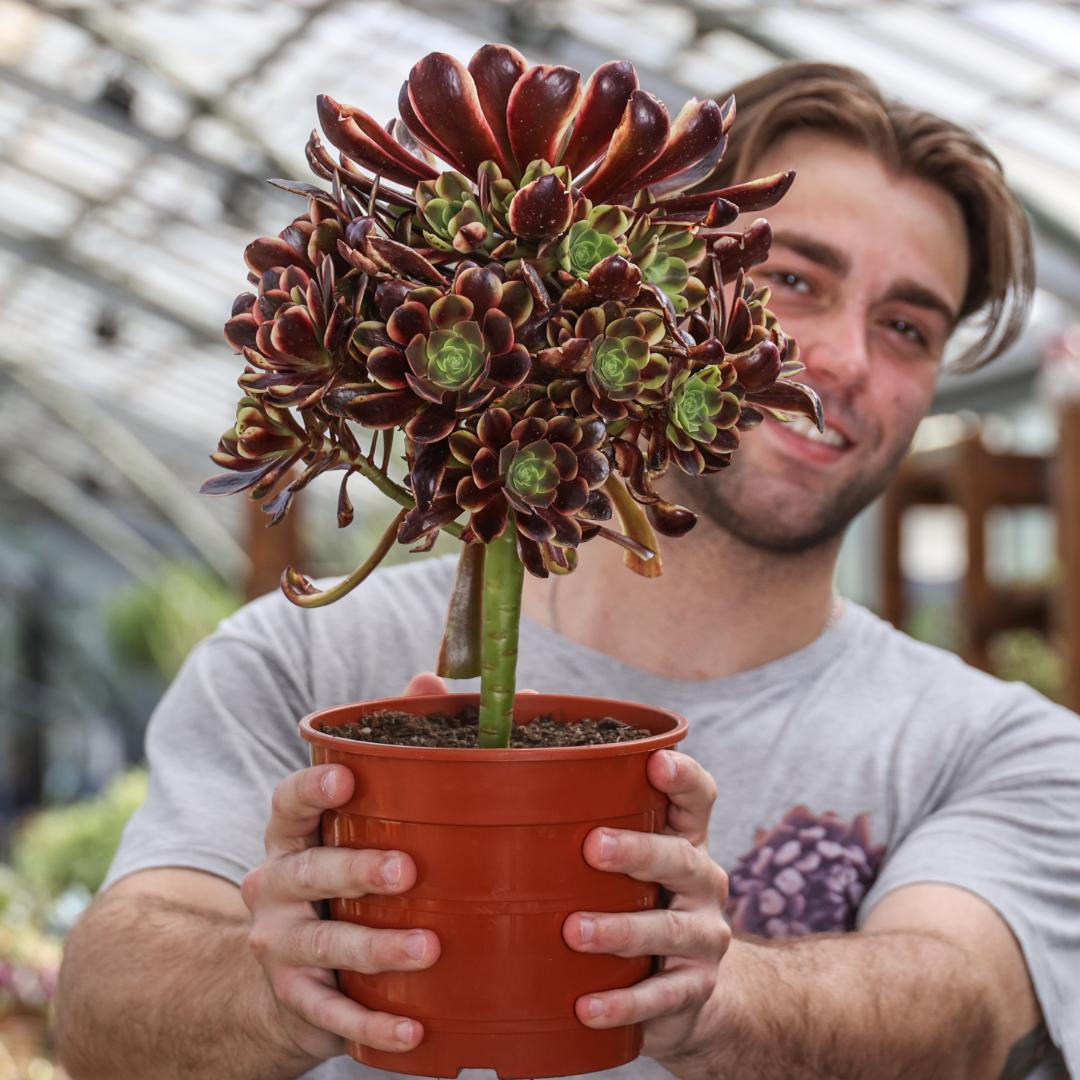 Aeonium Super Bang variegato Ø 17 cm