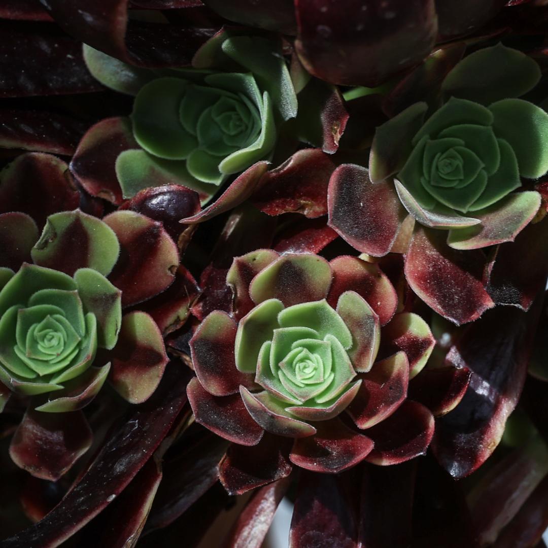 Aeonium Super Bang variegato Ø 17 cm