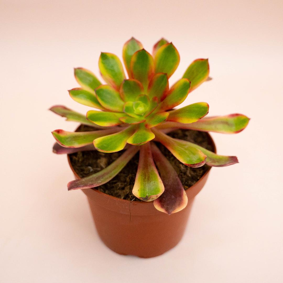 Aeonium Superbang Ø 13 cm