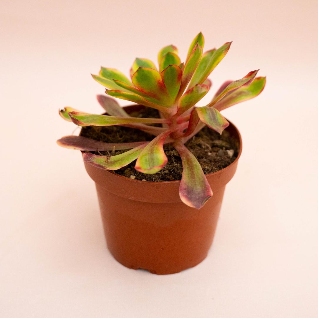 Aeonium Superbang Ø 13 cm