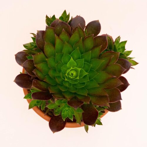 Aeonium Torchbearer Ø 18 cm