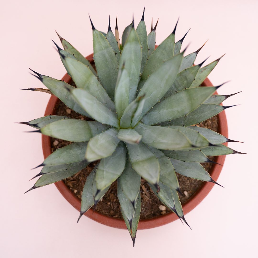 Agave macroacantha Ø 25 cm cod.1329