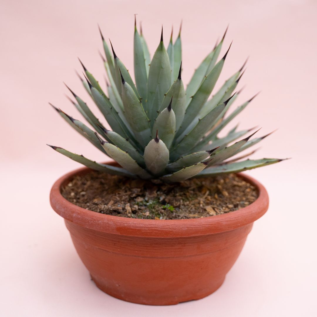 Agave macroacantha Ø 25 cm cod.1329