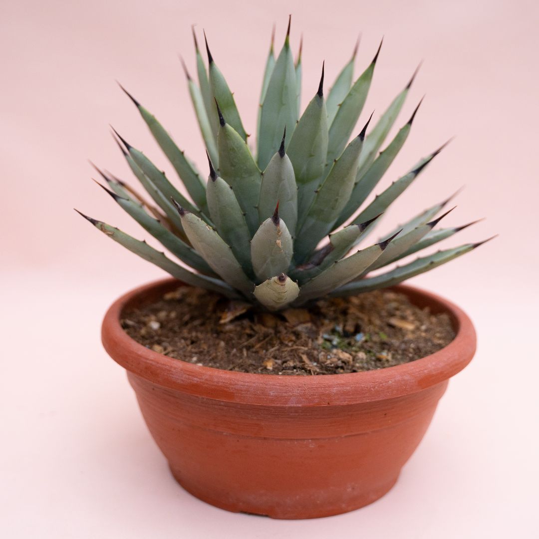 Agave macroacantha Ø 25 cm cod.1329
