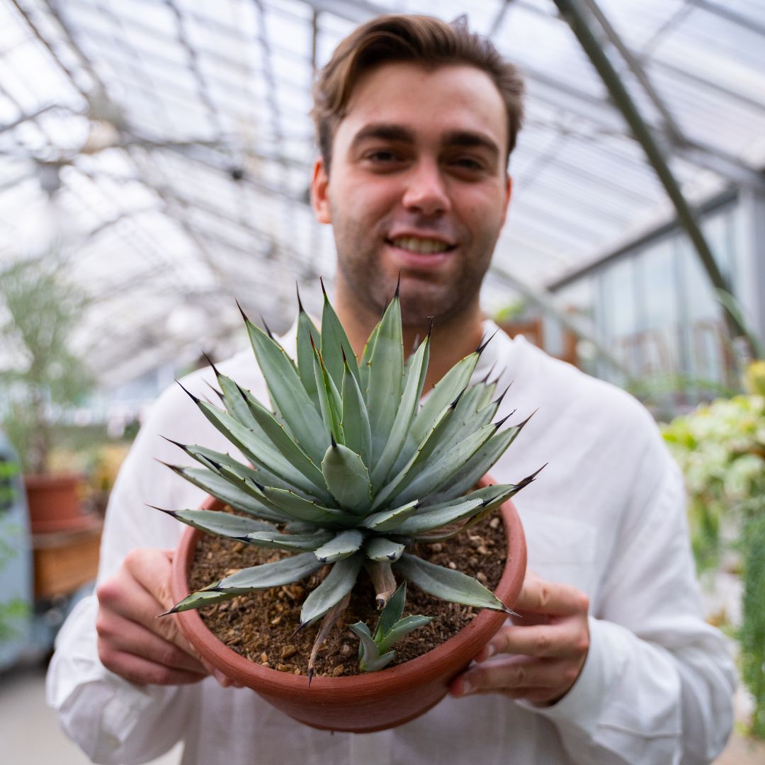 Agave macroacantha Ø 25 cm cod.1329