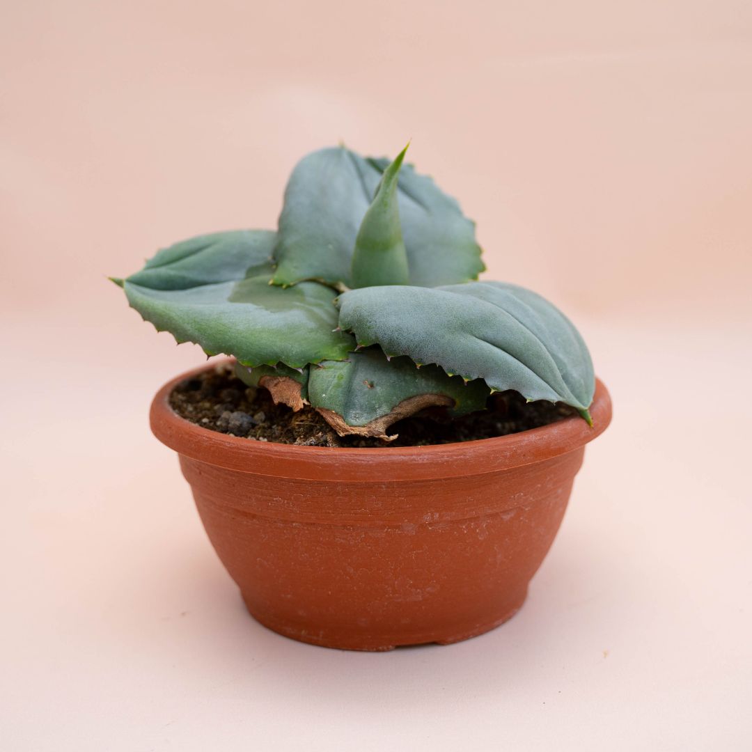 Agave marmorata Papilio Platanoides Ø 20 cm 765F