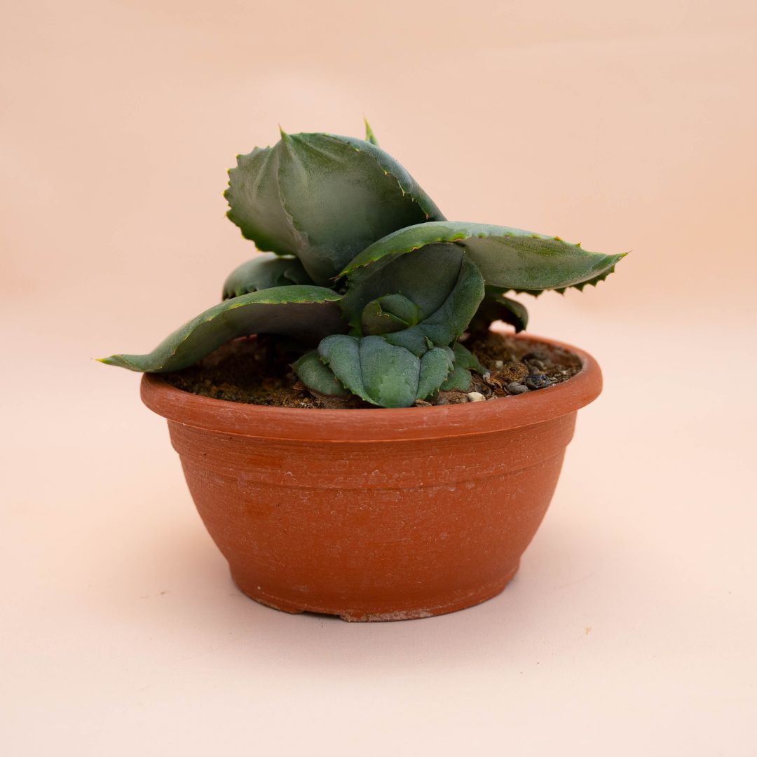 Agave marmorata Papilio Platanoides Ø 20 cm 765F