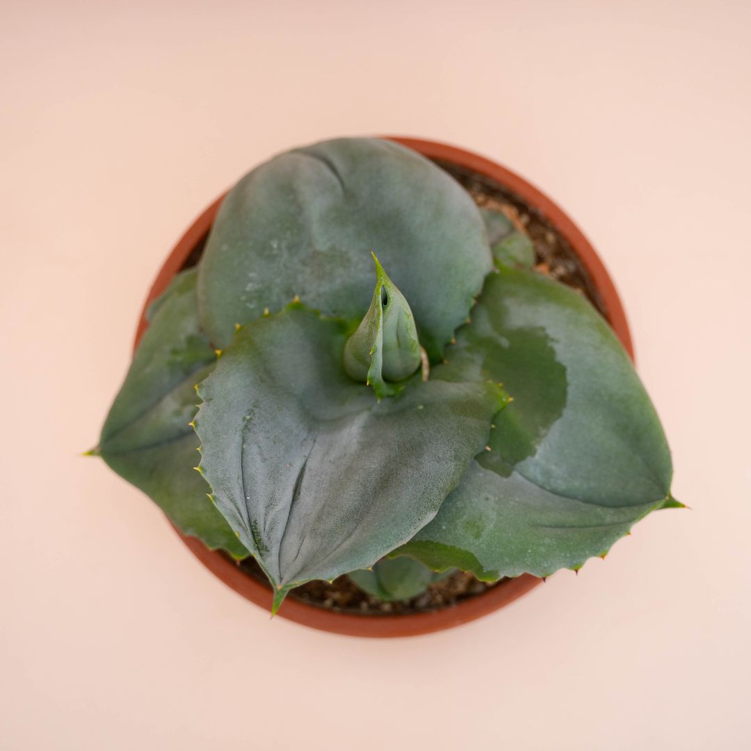 Agave marmorata Papilio Platanoides Ø 20 cm 765F