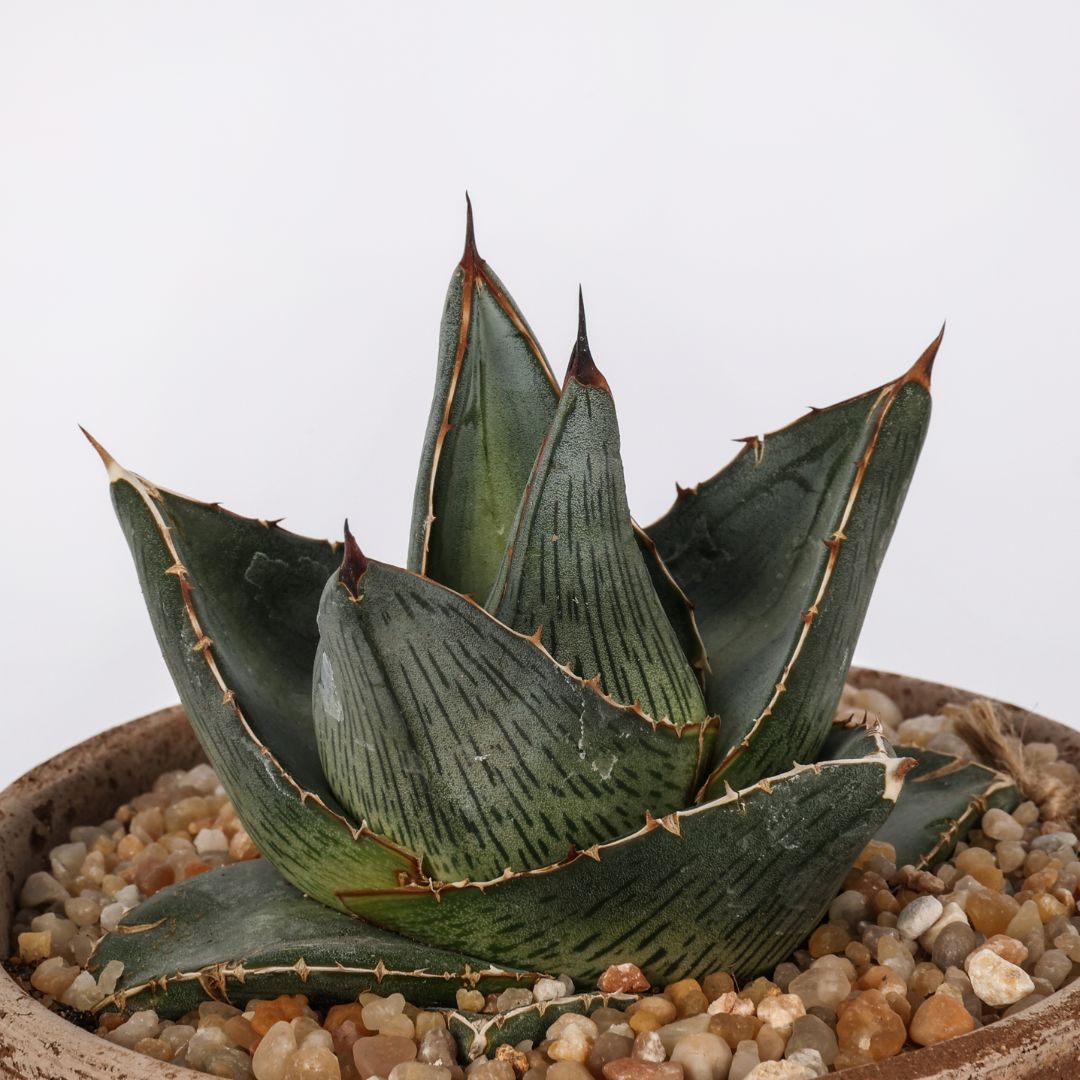Agave pumila (MANERA CHOCO) Ø 12 cm