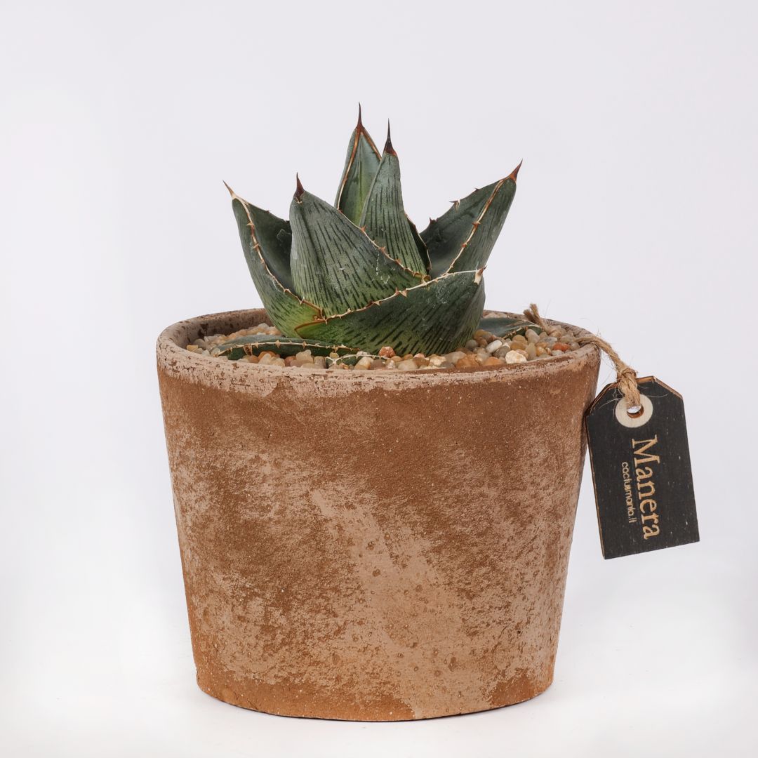 Agave pumila (MANERA CHOCO) Ø 12 cm