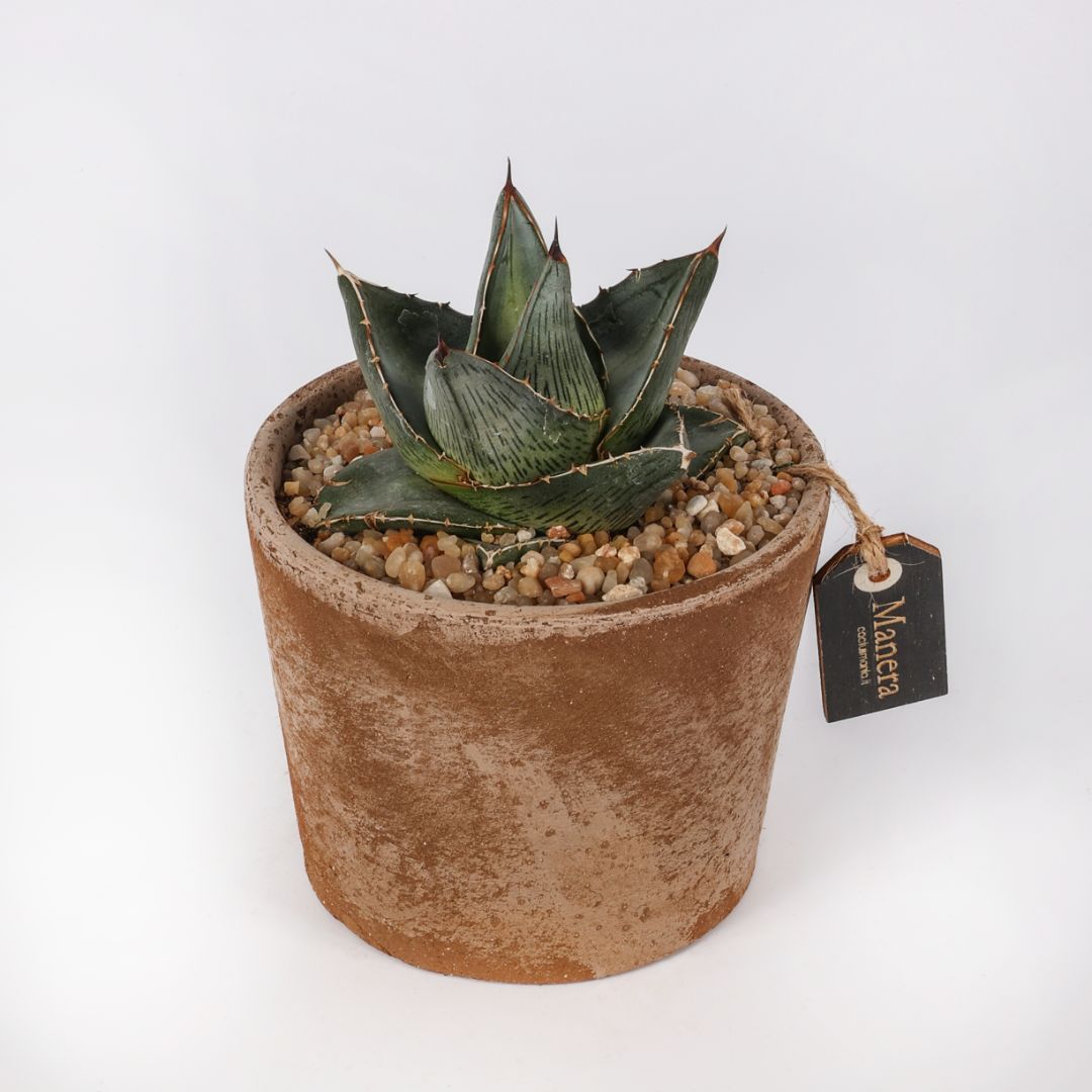 Agave pumila (MANERA CHOCO) Ø 12 cm