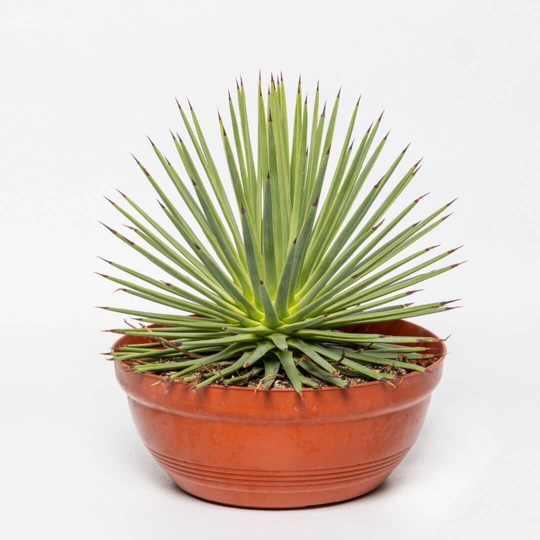 Agave stricta nana Ø 17 cm