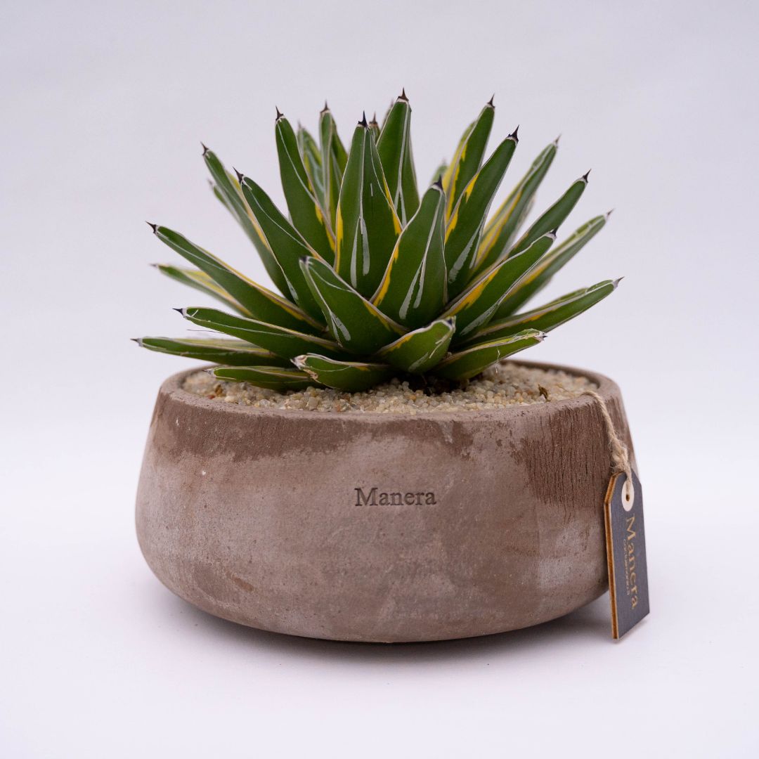 Agave victoriae-reginae variegata linea Manera Choco 1304 Agave victoriae-reginae variegata linea Manera Choco 1304