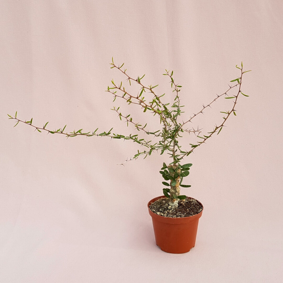 Alluaudiopsis marnieriana