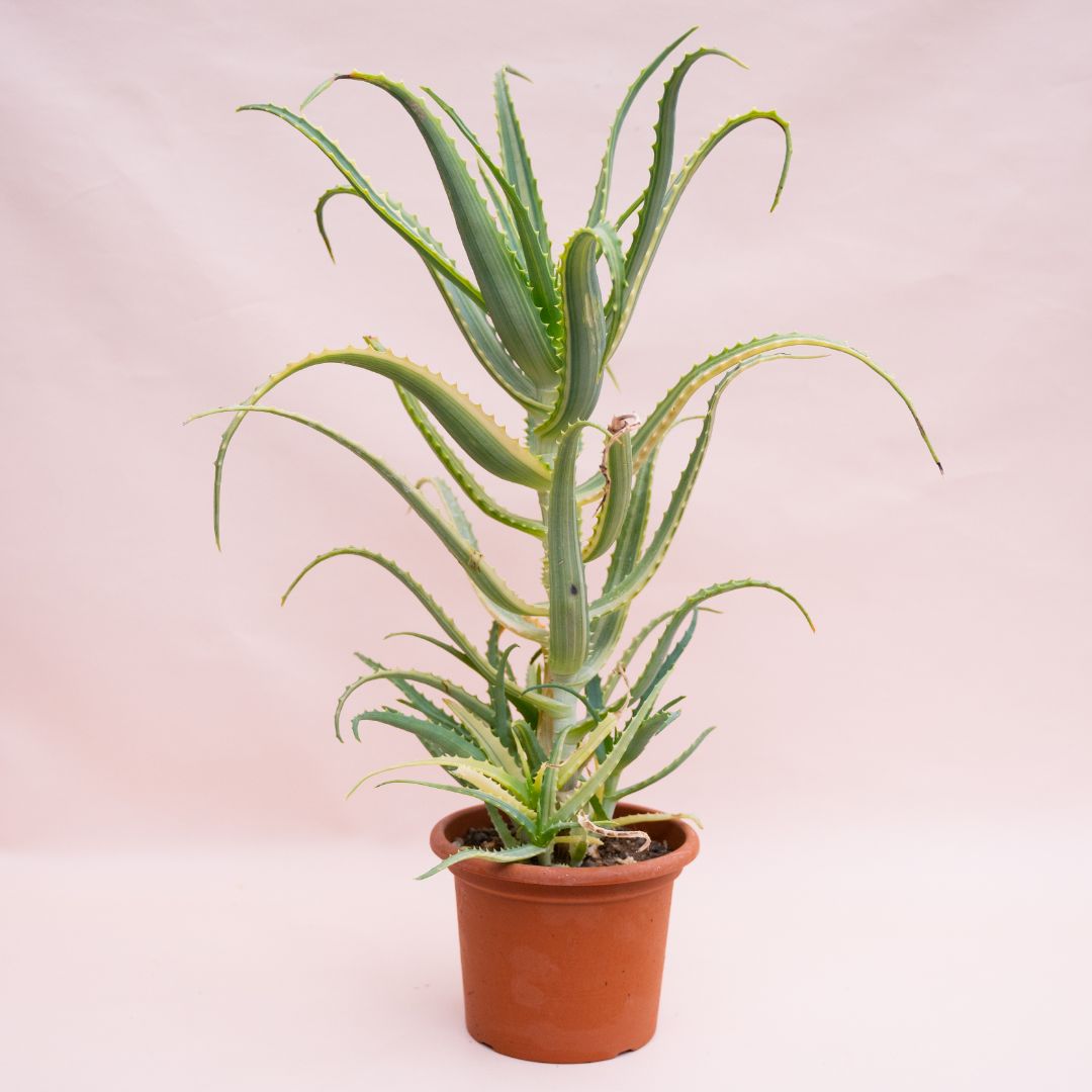 Aloe arborescens variegata Ø 18 cm cod. 1323