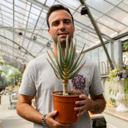 Aloe ramosissima Ø 17 cm 830F