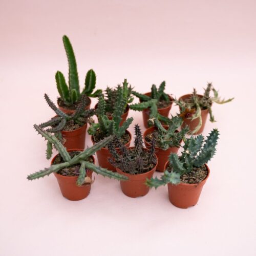 10 Asclepiadaceae MIX Ø 5,5 cm
