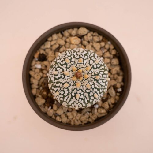 Astrophytum asterias Superkabuto Ø 10 cm 777F
