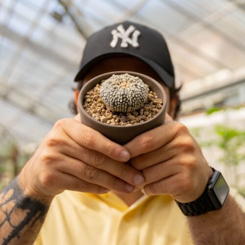Astrophytum asterias Superkabuto Ø 10 cm 778F