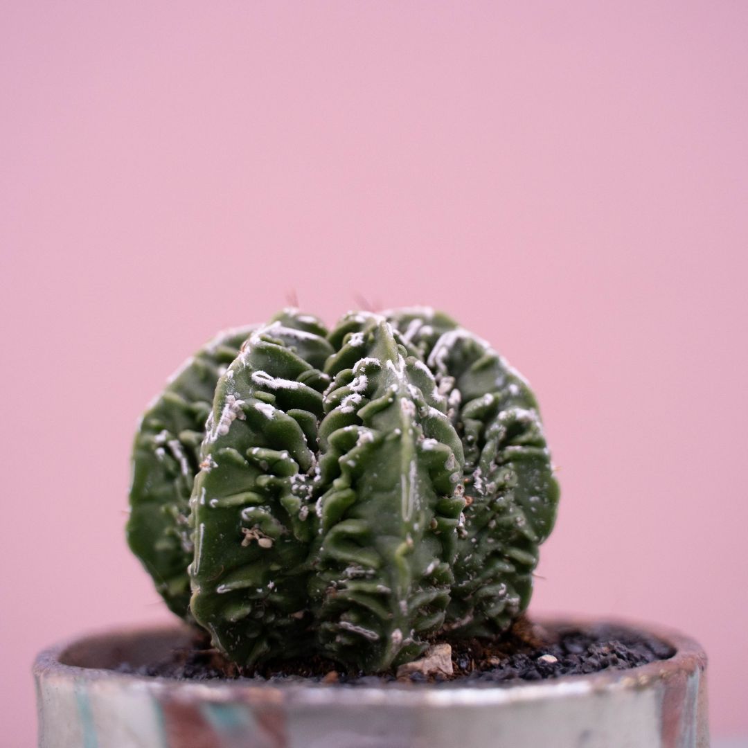 Astrophytum fukuryu 257 Raku