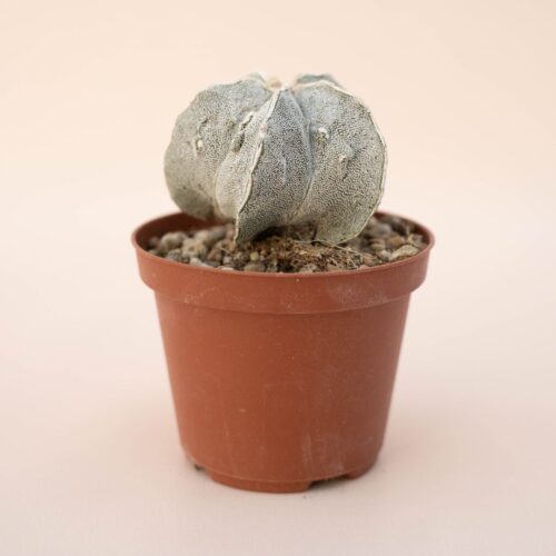 Astrophytum myriostigma fukuryu Ø 10,5 - 613F