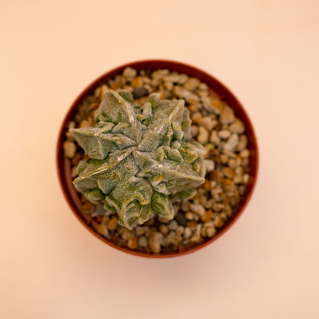 Astrophytum myriostigma fukuryu Ø 10,5 cm 635F