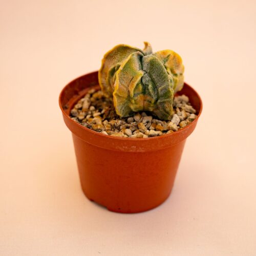 Astrophytum myriostigma fukuryu variegato Ø 10,5 cm 637F