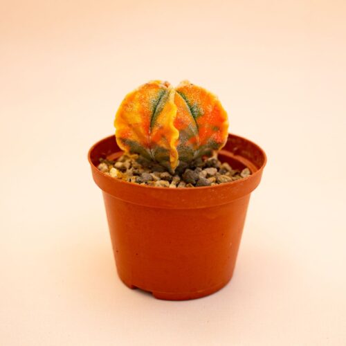 Astrophytum myriostigma fukuryu variegato Ø 10,5 cm 650F