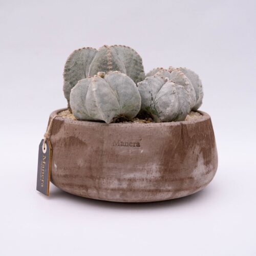 Astrophytum myriostigma Linea Manera Choco 1303